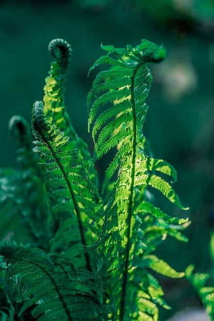 A close-up shot of a vibrant green fern growing on the forest floor in Congaree National Park. Focus on the intricate details of the fern fronds, highlighting the lush and thriving ecosystem of the park. The lighting should be soft and diffused, enhancing the natural colors.